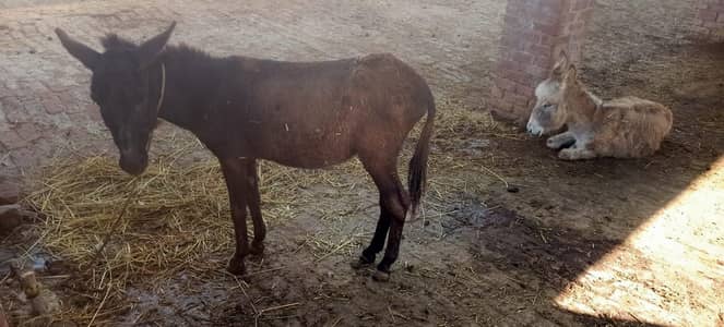very handsome DONKEY