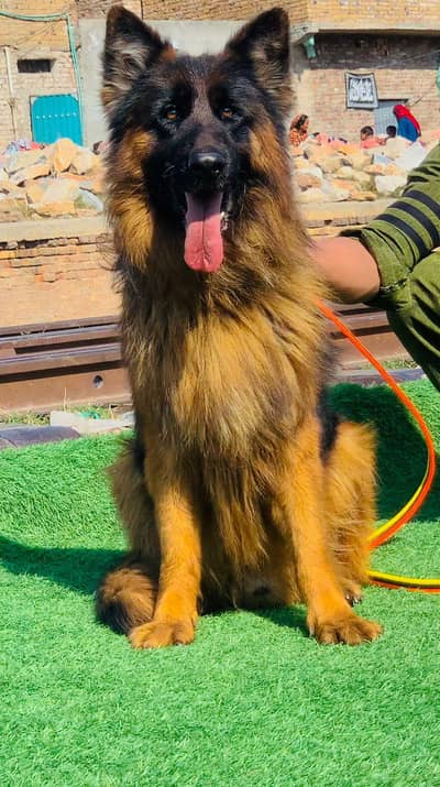 propar long cute gsd mail shuw quality imported bloodline available