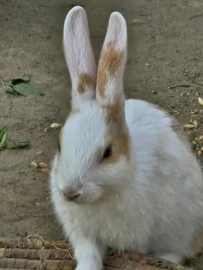 5 pairs avaliable hain male and female