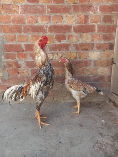 Aseel shomo pair  in white