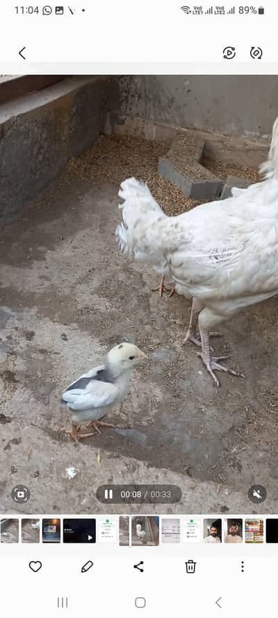 Quality Shamoo Chicks