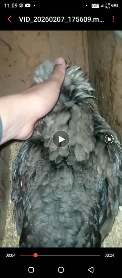 Kurak Murghi for sale