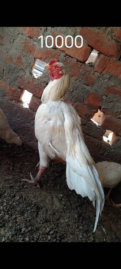 pure Aseel white parrot beak Cross Indian bread