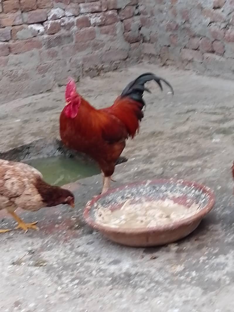 مرغا۔ 4