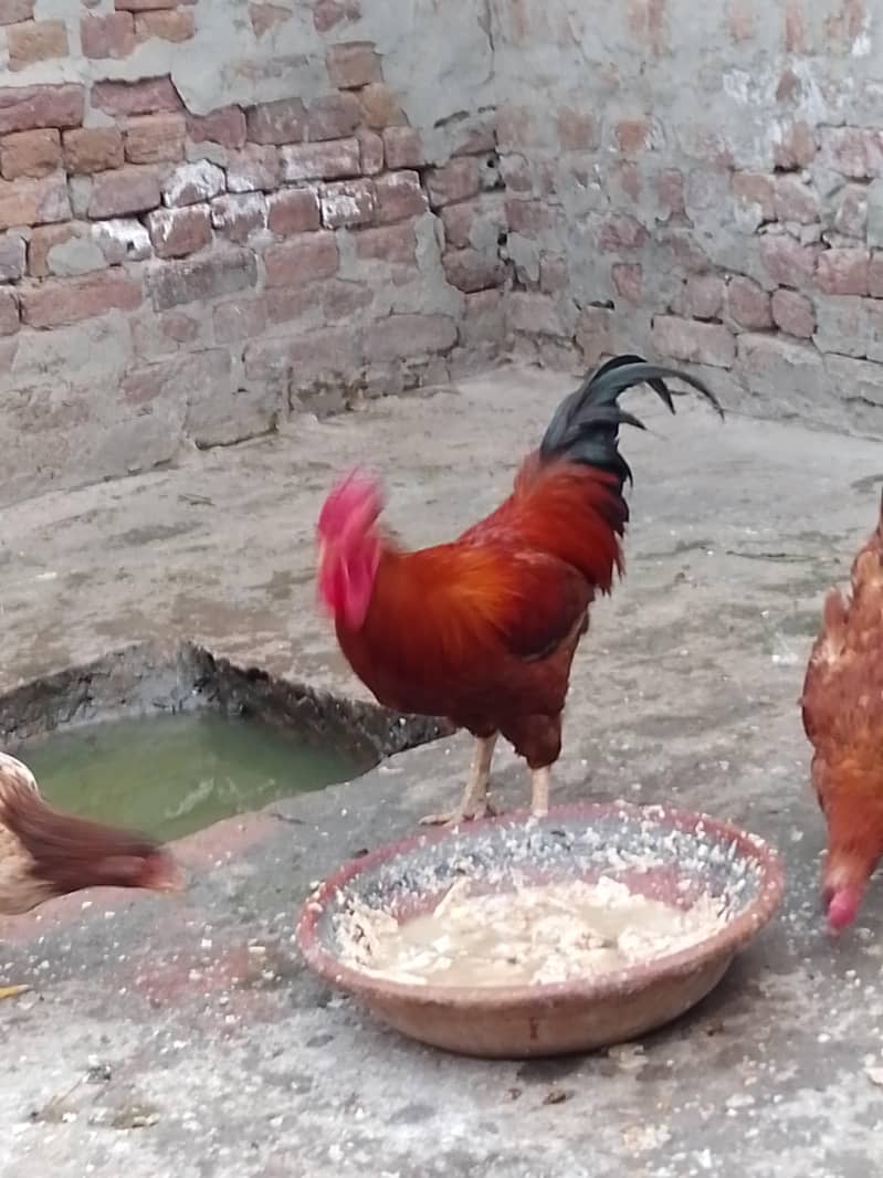 مرغا۔ 5