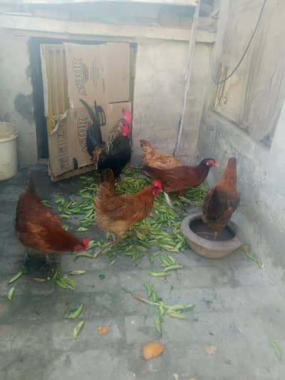 undo wali dasi murgi