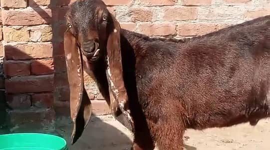 Desi Bakra breeder