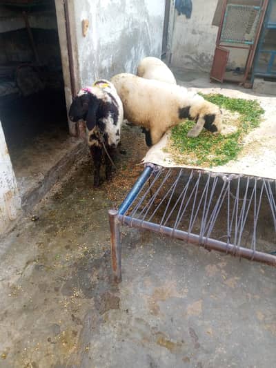 desi chatri for sale age 4 month ke 1chatri 35k 2 no 70k