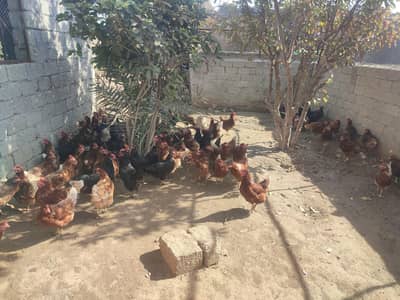 lohman brown  hens 300chicks