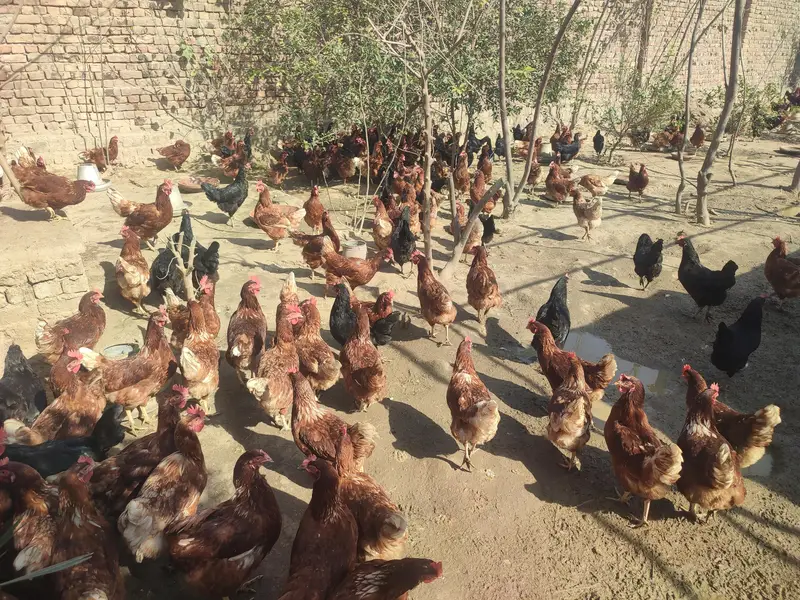 lohman brown   and lohman black hens 200 — photo 2