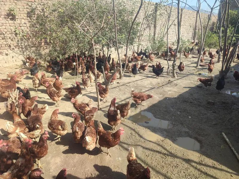 lohman brown   and lohman black hens 200 — photo 3