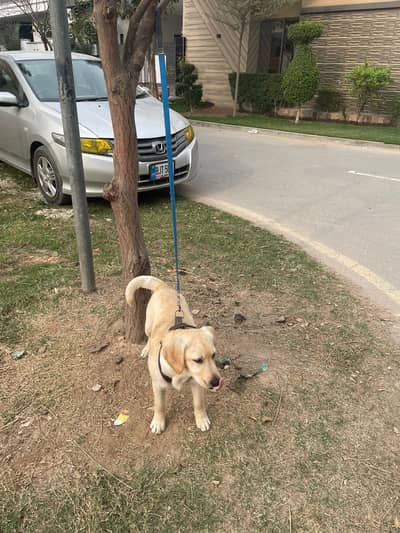Selling Labrador For
