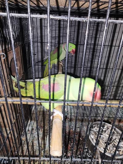 Kashmiri raw parrot for sale urgently