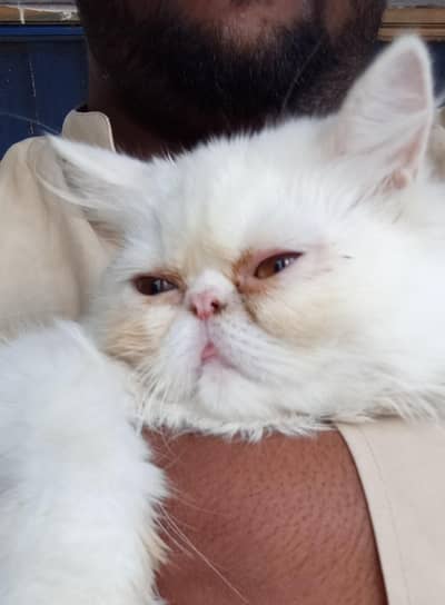 Persian Peke Face Female Cat for Sale