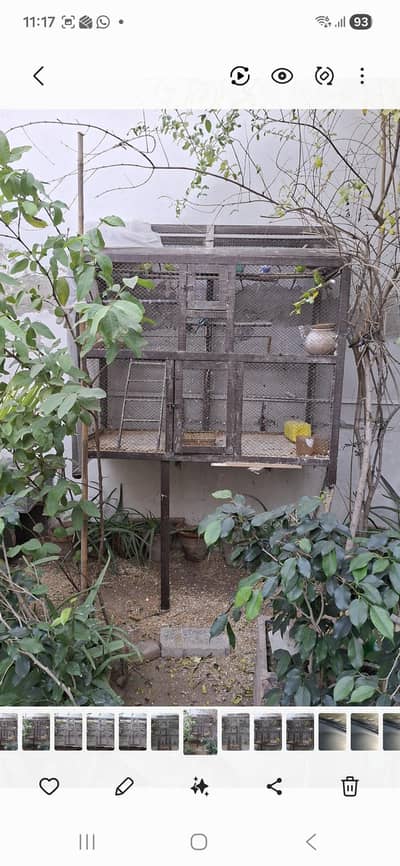 15+ Australian Parrots with large wooden cage--complete setup for sale