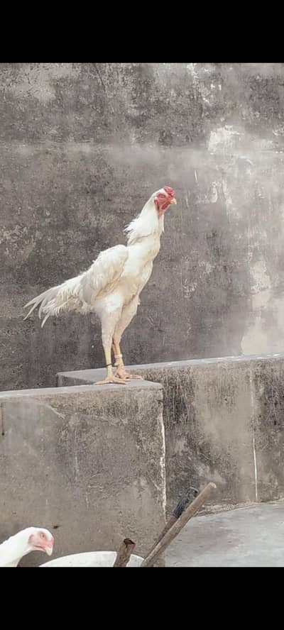 Pure Shamo Chicks For Sale