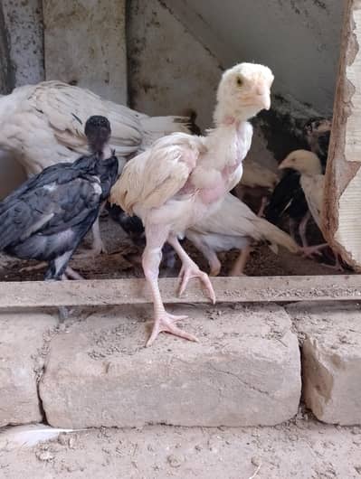 aseel shamo chicks bachay only