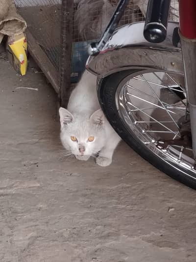 unknown cat
