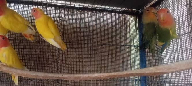 Lutino Breeder pair 2000