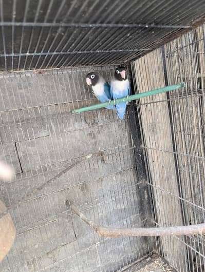 black mouve move fisher fischer blue pasnata parsonta parrot