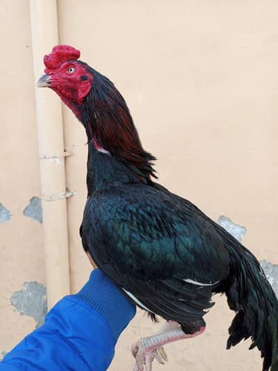 urgent aseel java patha or kala lakha murga for sale cargo possible