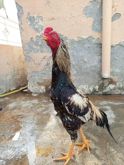 urgent aseel java patha  for sale cargo possible