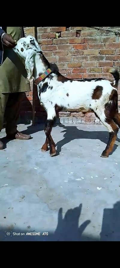 qurbani kay leye bakray for sale3bakry 45k aik bkry ka