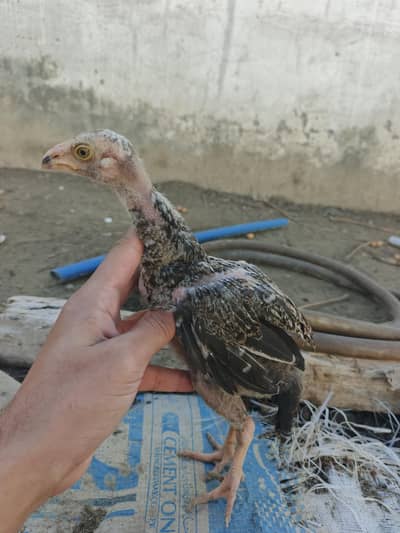 aseel  chick and hens for sale