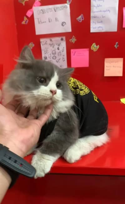 Healthy & Playful Male Kitten