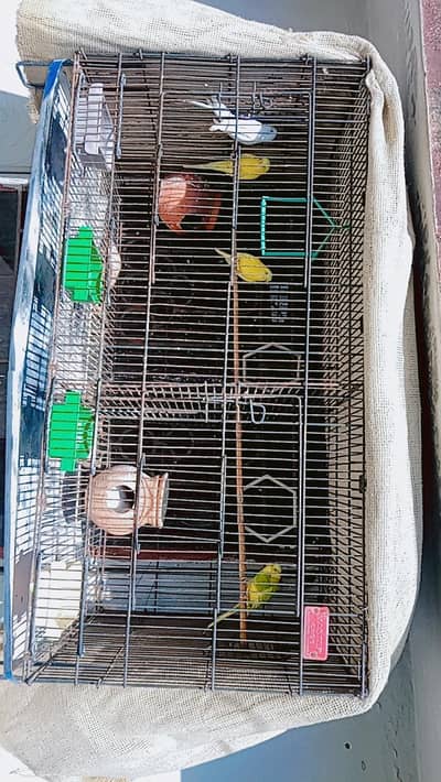 Australion Parrots 3 Pair 4 sale Urgent 0/3/1/7/0/3/0/0/5/0/2