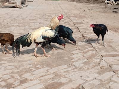 Mere pas kafi saray murgay or murgian Hain.