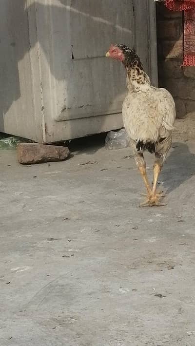 Aseel hen mugri female madi Thai cross pakistani long height egg heat