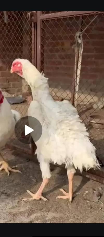 mashallah high quality (-O Shamo pair