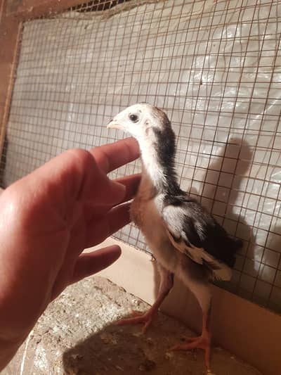 shamu chiks 1 pice  exchange ofeer  baqi detaila whtsaap  2500  pic