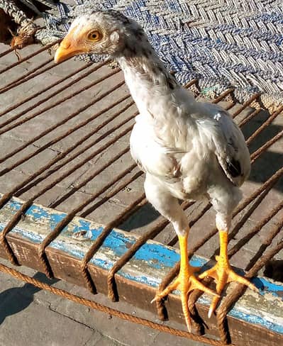 aseel murga 2 pthay ( ph#03238410326)