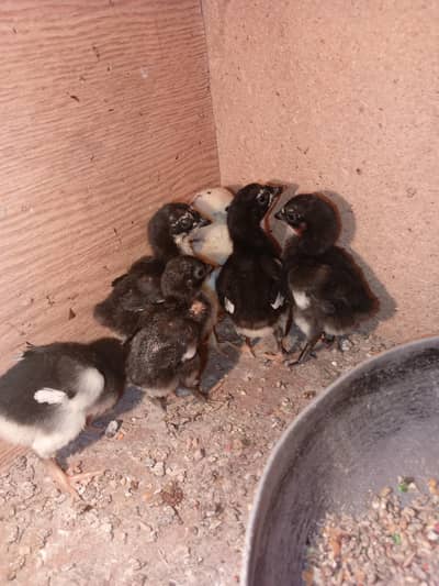 Thai pokey chicks for sale