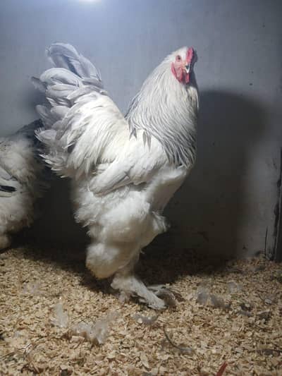 light columbian brahma blue columbian brahma