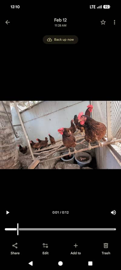 top quality rir Rhode island red desi anday yellow legs