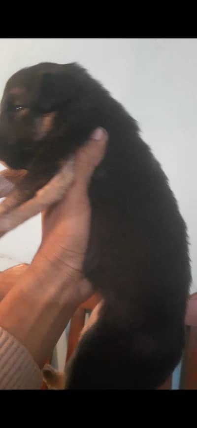 German shepherd log kot