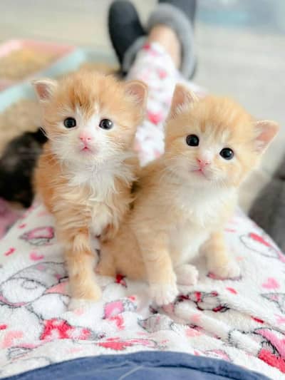 selling kittens