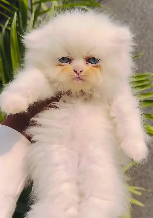 selling kittens — photo 2