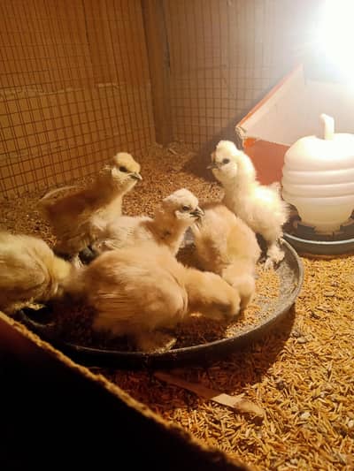 White Silkie Chicks 0332-4153261 whtsapp