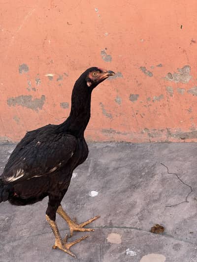 Aseell murghiya or murgha