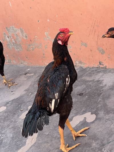 Aseell murghiya or murgha03075829037 whatsapp