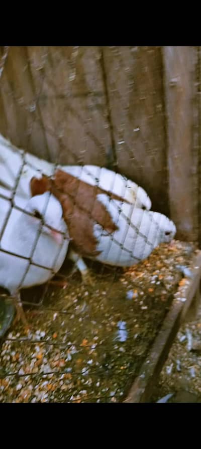 mixter of sherazi Senti and indian mazdoor kbotr