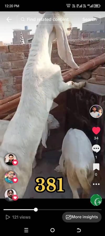 sindi goats Arjunt seel dhondi i path hy age 8 mqnth plus hy