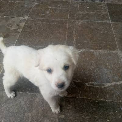 for sale cute female dog