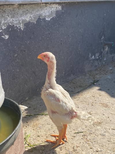 White King Shamo chicks