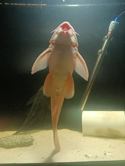 albino sucker fush glass cliner fish