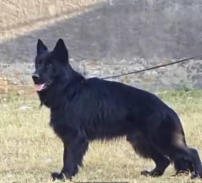 FOR STUD 0340///1655802